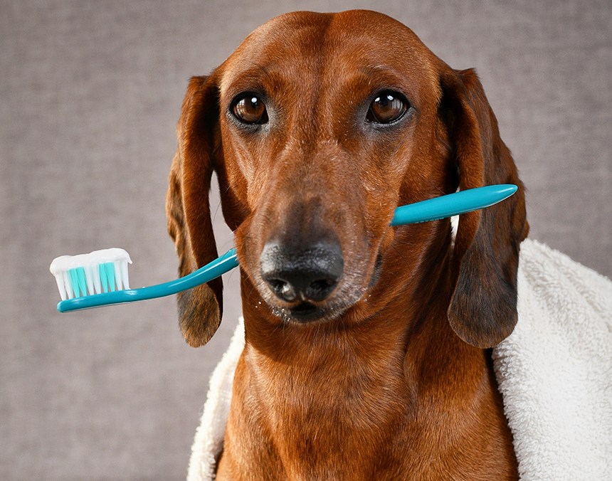 Sveobuhvatni vodič kroz dentalno zdravlje ljubimaca: Prevencija i liječenje